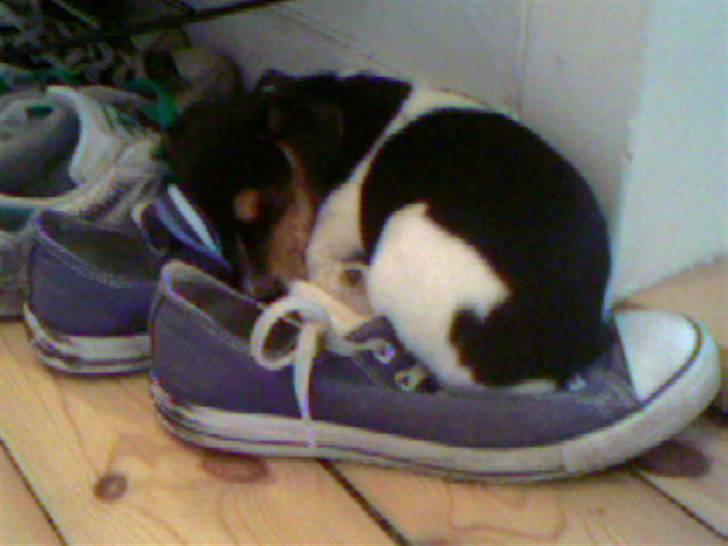 Jack russell terrier Lilo - Man falder hurtigt i søvn oven på "fars" sko. Er det mon duften der gør en døsig...? billede 12