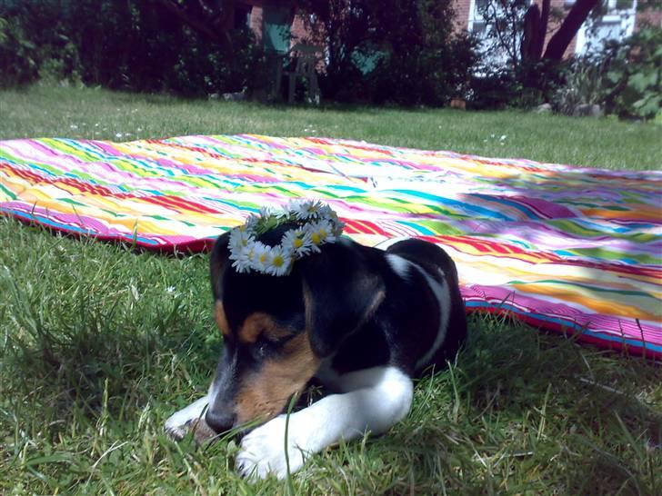 Jack russell terrier Lilo - Prinsessen har fået blomsterkrans på. billede 13