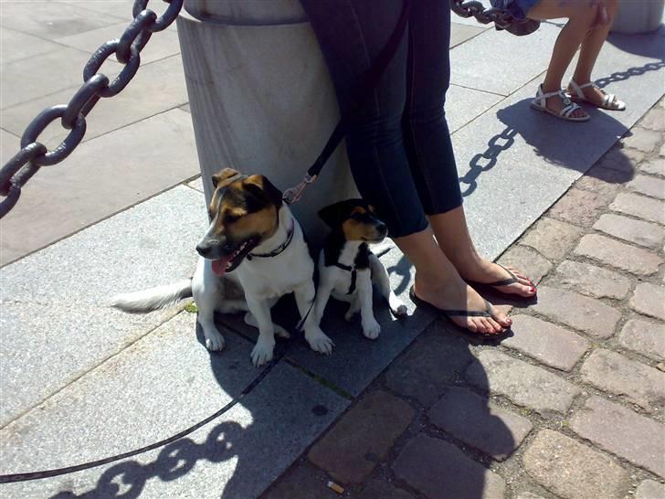 Jack russell terrier Lilo - Mig og min gode ven, Pomfrit. billede 15