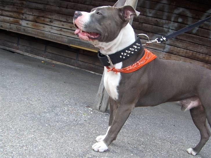 Amerikansk staffordshire terrier Tyson-biGGie - juni 2008.. Tysse besøgte karlebo skole og skydebanegård ;o) billede 7