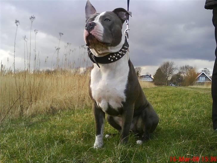Amerikansk staffordshire terrier Tyson-biGGie - en eftermiddagstur i marts måned (08) billede 8