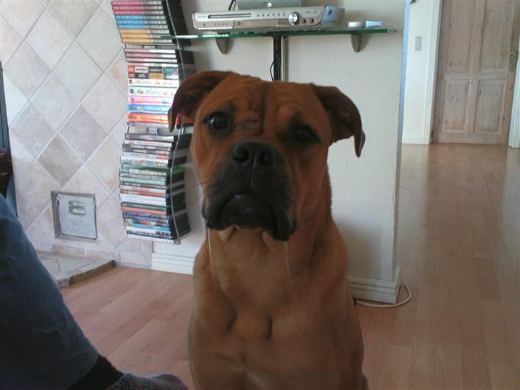 Bullmastiff Manse - Savler jeg siger du? billede 1