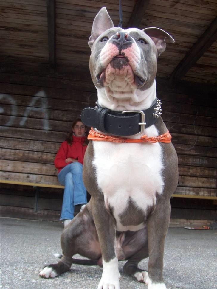 Amerikansk staffordshire terrier Tyson-biGGie - hehe, mor sys bare jeg ser vildt fed ud her, hehe, billede 9
