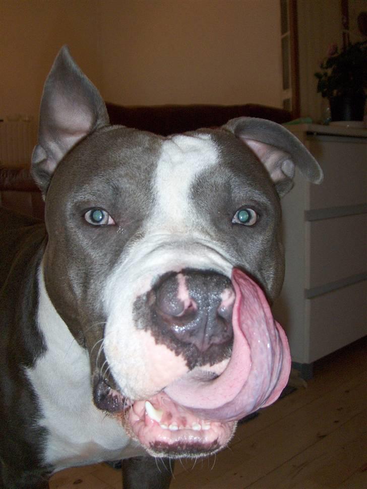 Amerikansk staffordshire terrier Tyson-biGGie - Tak for mad, er der mere?? billede 10