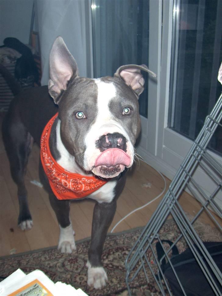 Amerikansk staffordshire terrier Tyson-biGGie - mmmmh...kan det spises??? billede 11