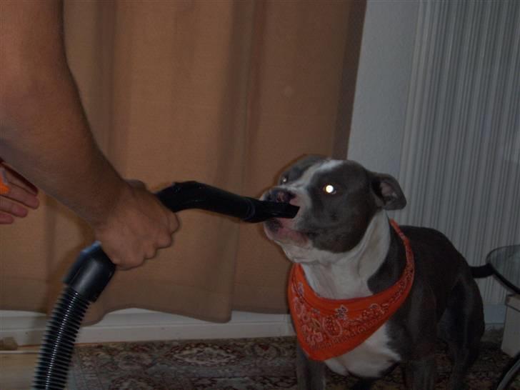 Amerikansk staffordshire terrier Tyson-biGGie - Min far spiser mig med støvsugeren.. billede 12