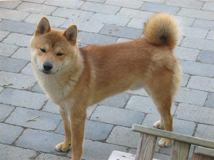 Shiba Yewki billede 8