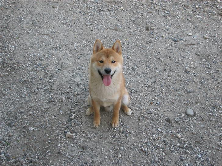 Shiba Yewki billede 10