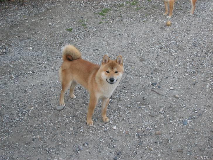 Shiba Yewki billede 11