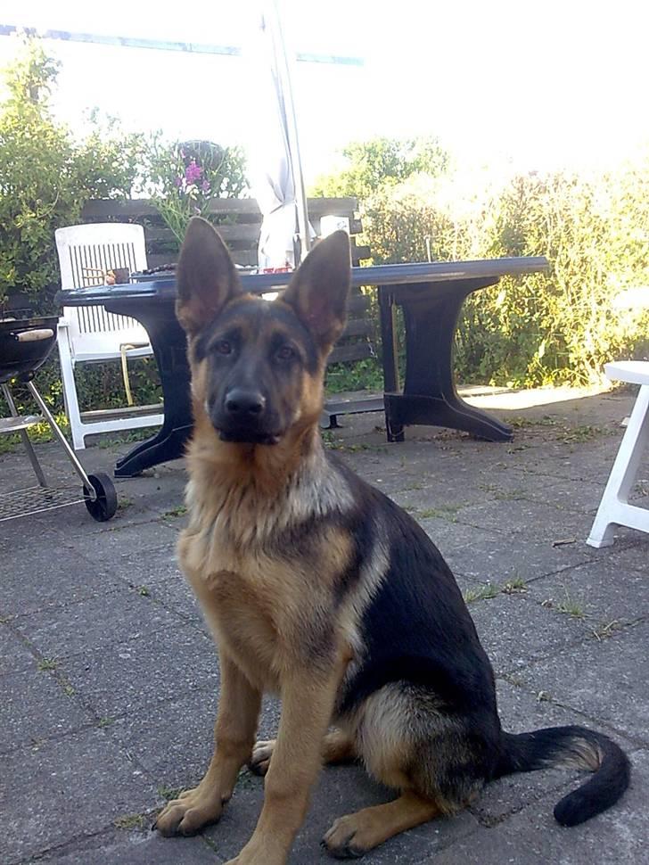 Schæferhund coco  - mit nyeste foto billede 1