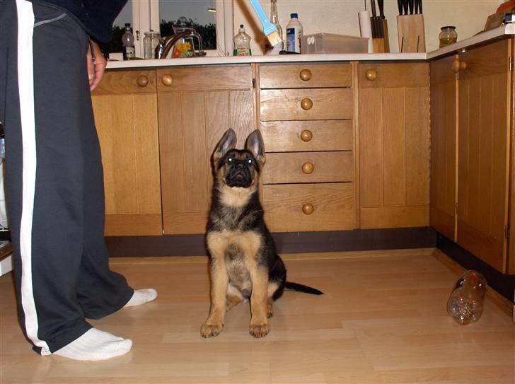 Schæferhund coco  billede 2