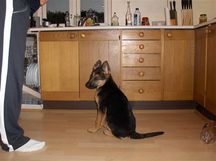 Schæferhund coco  billede 3