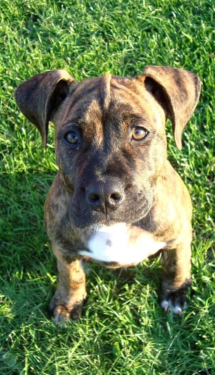 Amerikansk staffordshire terrier Dollar billede 7