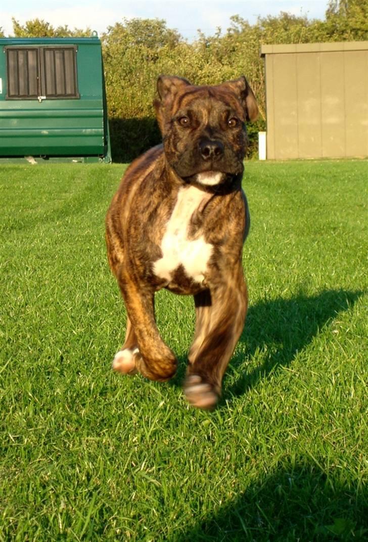 Amerikansk staffordshire terrier Dollar billede 8