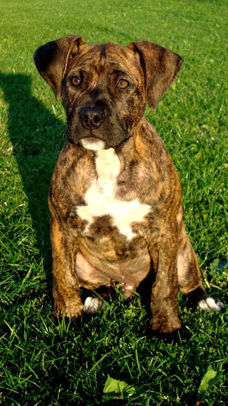 Amerikansk staffordshire terrier Dollar billede 9