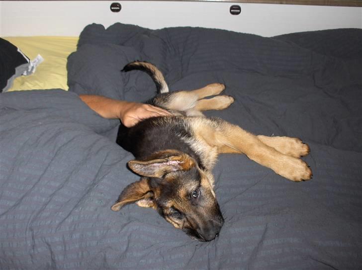 Schæferhund coco  - hold da op jeg er træt billede 4