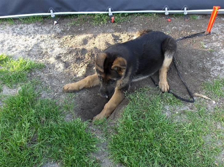 Schæferhund coco  - er hammer god til at grave  billede 5