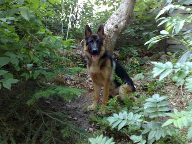 Schæferhund Chiko billede 10