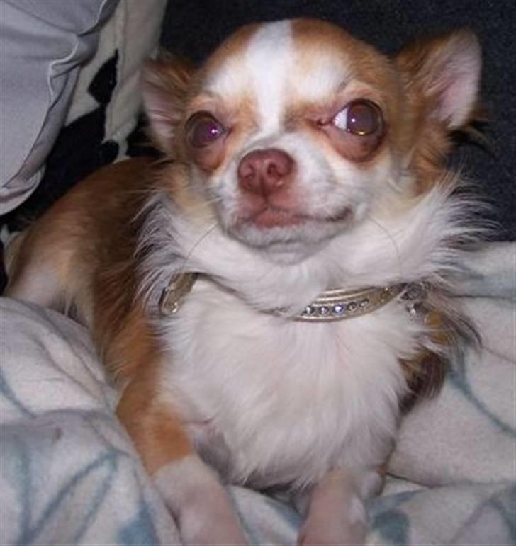 Chihuahua Zilver billede 1