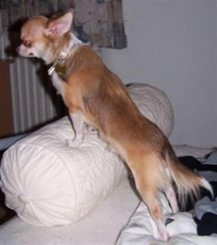 Chihuahua Zilver billede 2