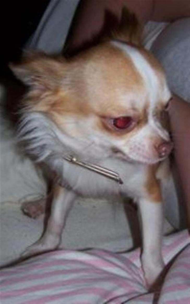 Chihuahua Zilver billede 3