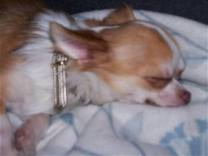 Chihuahua Zilver billede 4