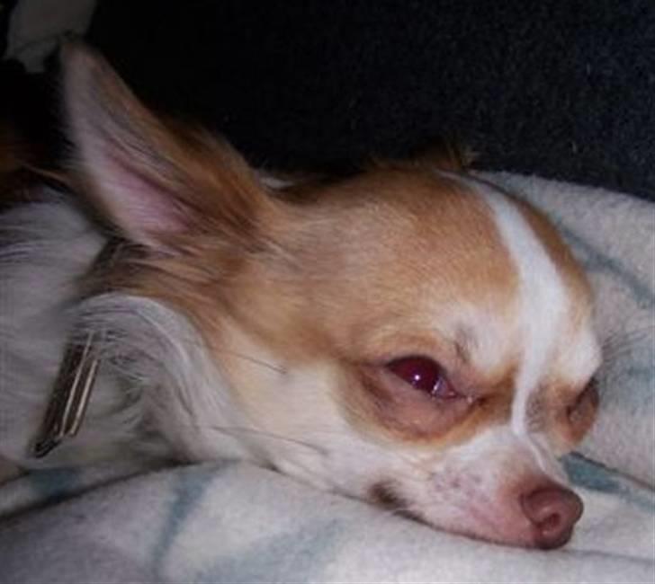 Chihuahua Zilver billede 5