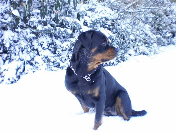 Rottweiler Chica billede 9