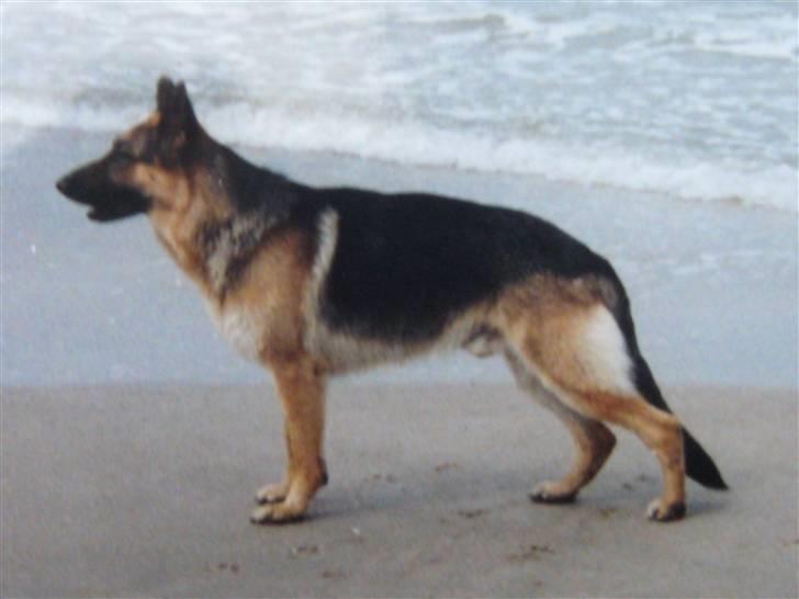 Schæferhund Rocco *R.I.P* billede 1