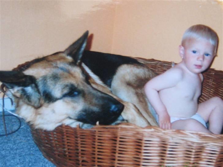 Schæferhund Rocco *R.I.P* billede 2