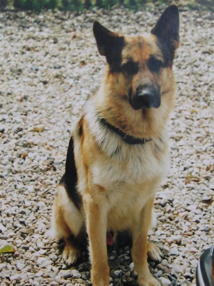 Schæferhund Rocco *R.I.P* billede 3