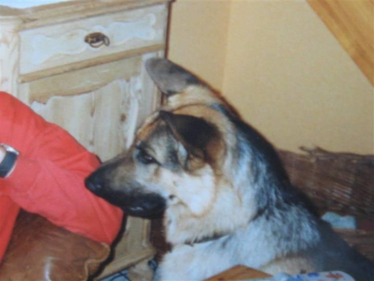 Schæferhund Rocco *R.I.P* billede 4