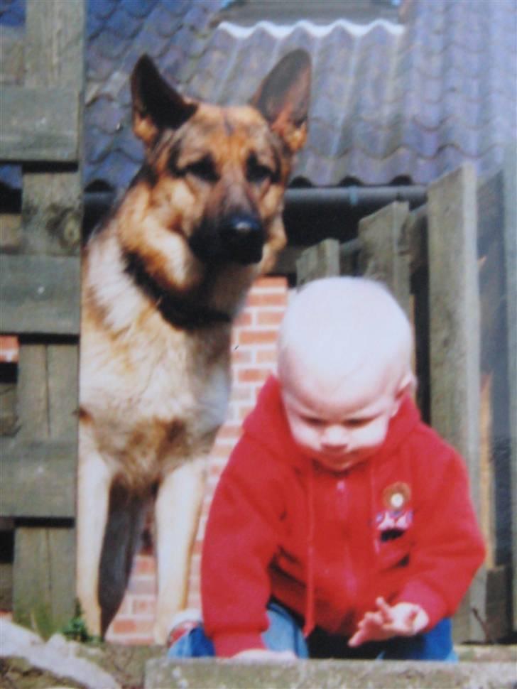 Schæferhund Rocco *R.I.P* billede 5