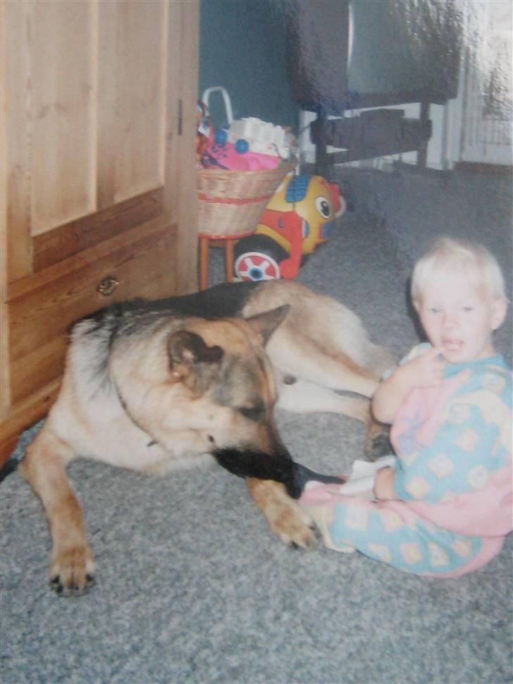 Schæferhund Rocco *R.I.P* billede 6