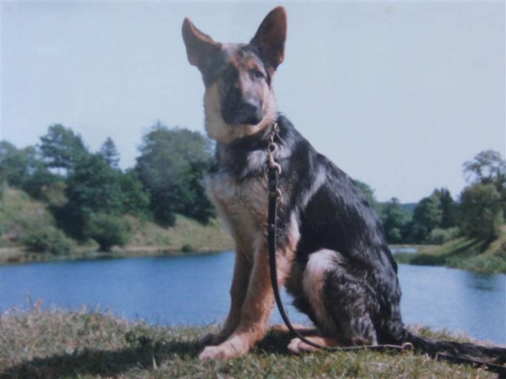 Schæferhund Rocco *R.I.P* billede 7