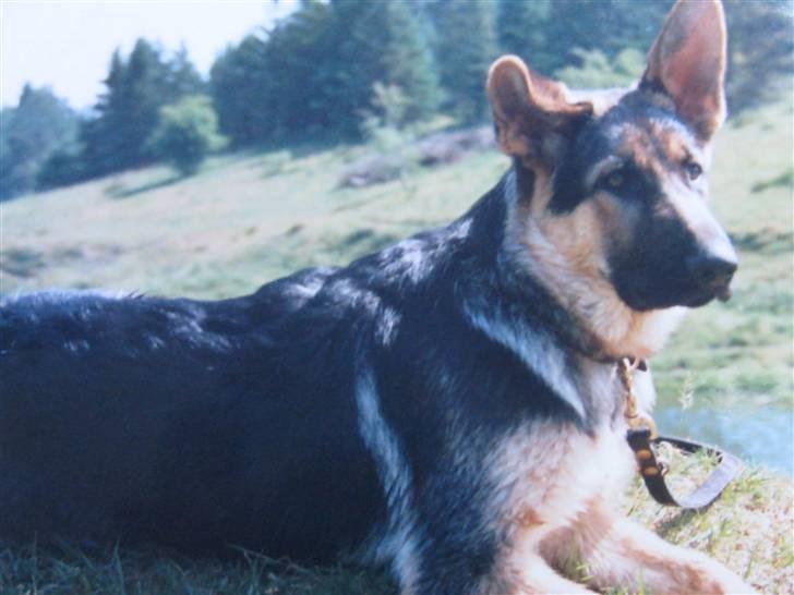 Schæferhund Rocco *R.I.P* billede 8