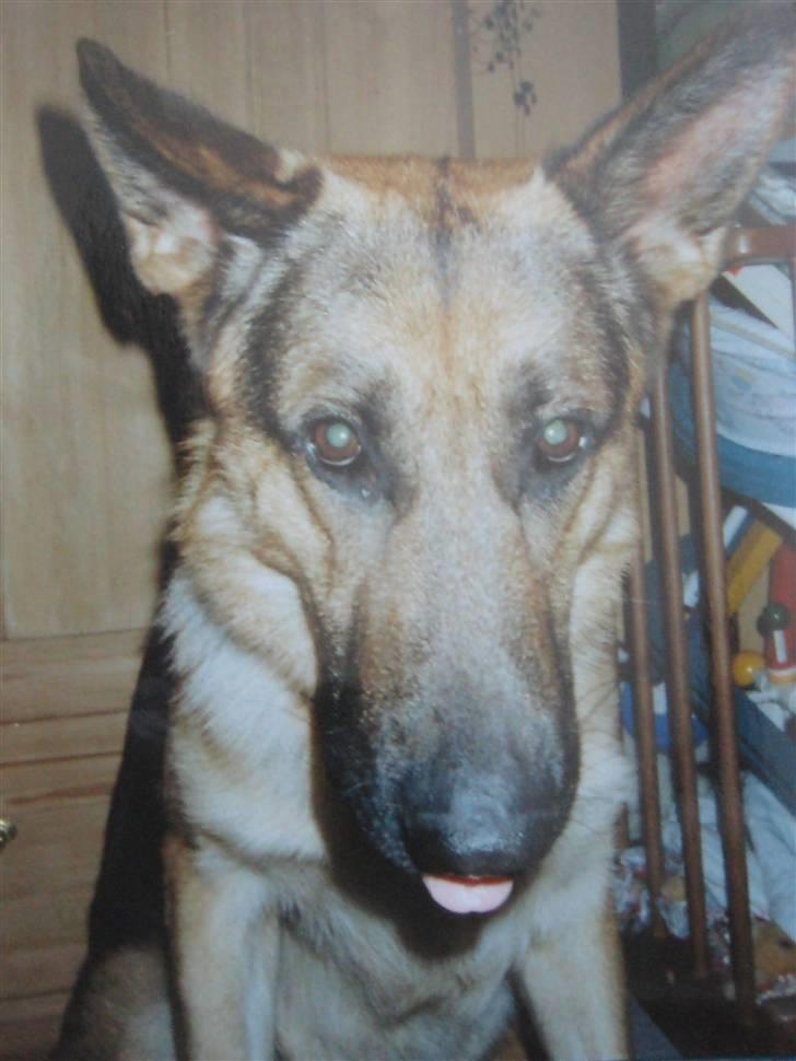 Schæferhund Rocco *R.I.P* billede 9