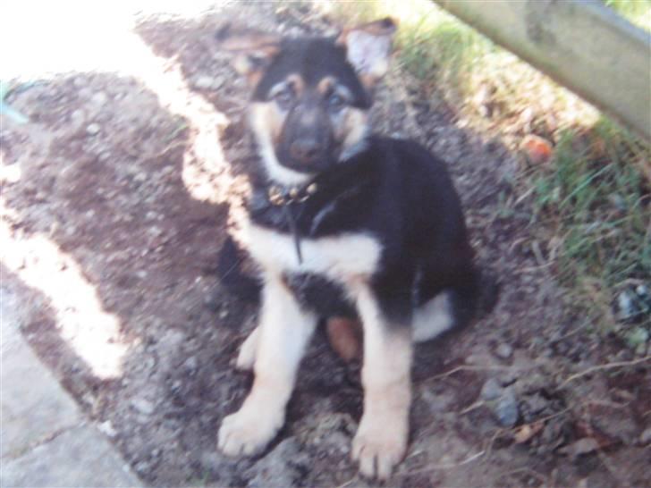 Schæferhund Rocco *R.I.P* billede 10