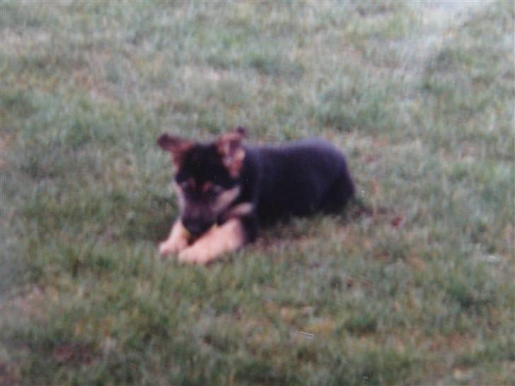 Schæferhund Rocco *R.I.P* billede 11