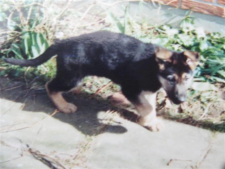 Schæferhund Rocco *R.I.P* billede 12