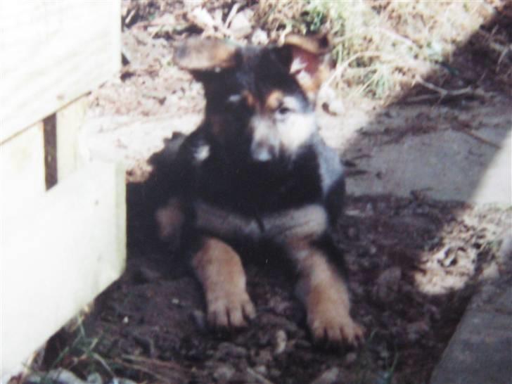 Schæferhund Rocco *R.I.P* billede 13