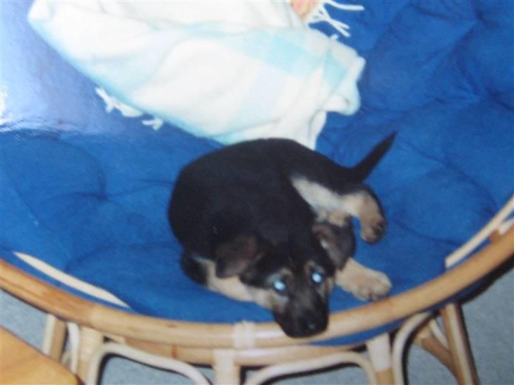 Schæferhund Rocco *R.I.P* billede 14