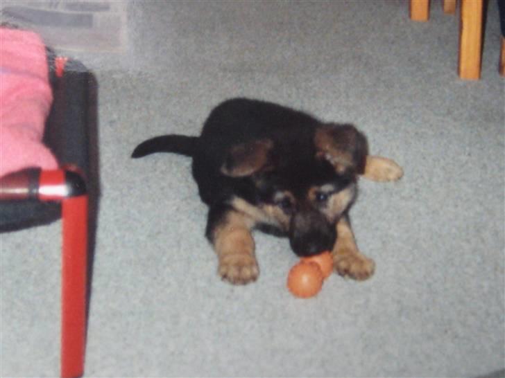 Schæferhund Rocco *R.I.P* billede 15