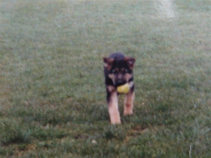 Schæferhund Rocco *R.I.P* billede 16