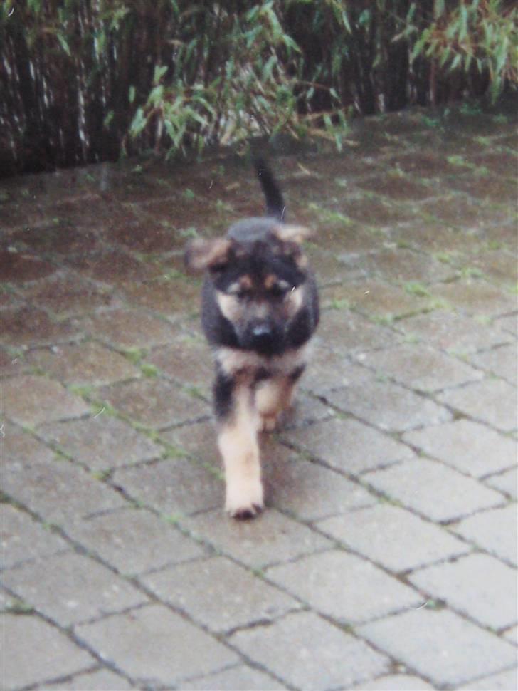 Schæferhund Rocco *R.I.P* billede 17