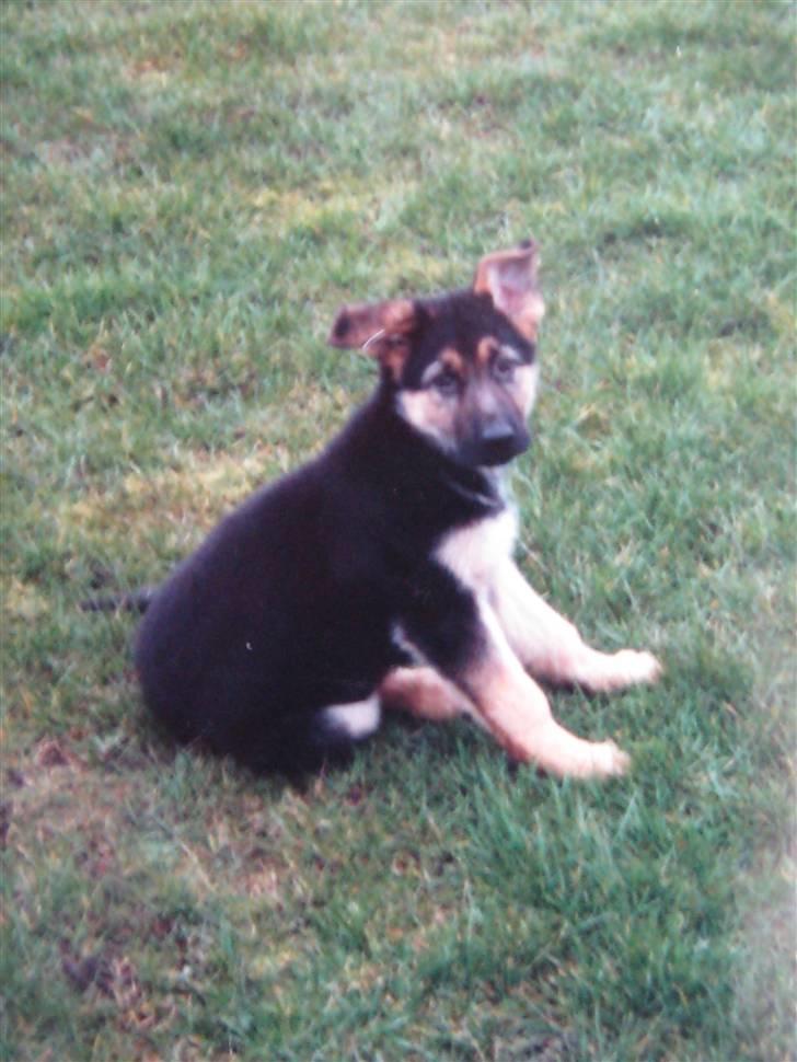 Schæferhund Rocco *R.I.P* billede 18