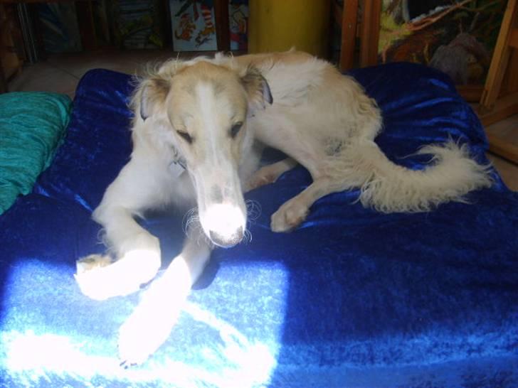 Borzoi Lhaghana Koztya billede 16