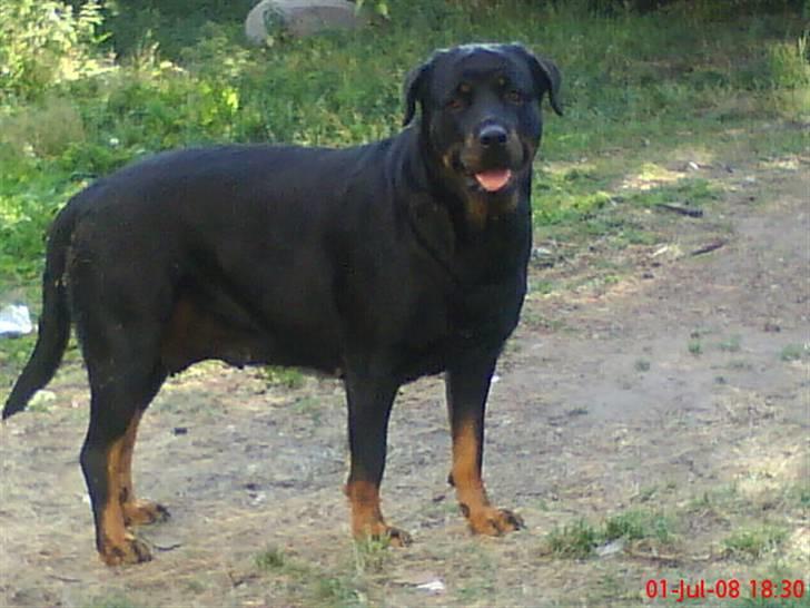 Rottweiler Jilly - "lidt træt nu" billede 6