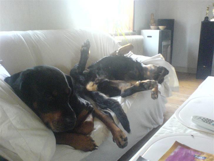 Rottweiler Jilly - ja der altså ikke plads til dig mor billede 7