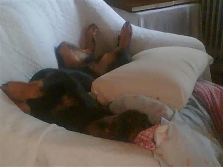Rottweiler Jilly - zzzzzzzzzzzzzzzzzzzzzzzzzz billede 8